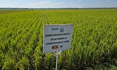 K-Ricebelt in 2024 harvests 3,562 tons of rice seeds in Africa