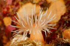 New peptide using sea anemone treats wounds, lung disease