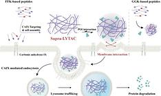 New cancer treatment targets protein that stifles bodily immunity