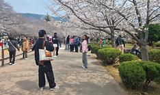 Annual cherry blossom festival in port city ushers in spring